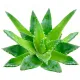 Servetele umede, SAFIR, 15 buc/ pachet, 36 pachete/ set Servetele umede, SAFIR, 15 buc/ pachet, 36 pachete/ set