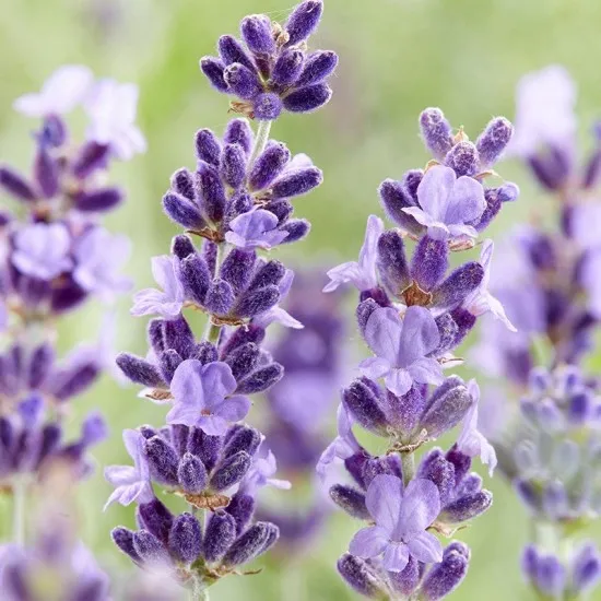 SANO balsam de rufe cu parfum de lavanda, 4L SANO balsam de rufe cu parfum de lavanda, 4L