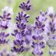 SANO balsam de rufe cu parfum de lavanda, 4L SANO balsam de rufe cu parfum de lavanda, 4L