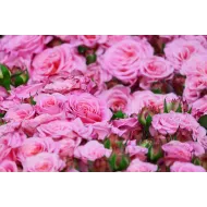 MIGEI Manual -detergent universal pentru pardoseala cu parfum de trandafir, Asevi, 5L